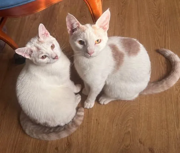 A young medium-sized male Buff & White Domestic Short Hair cat named Polliwog and Tadpole for adoption in Holland, Michigan