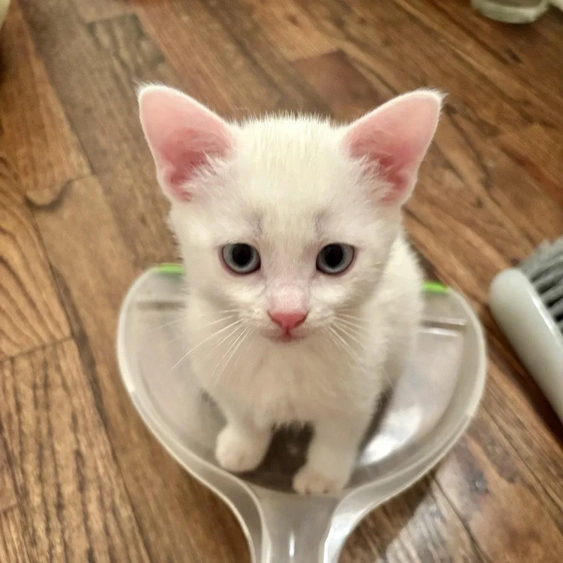 A baby medium-sized female White Domestic Short Hair cat named Addy for adoption in Garland, TX