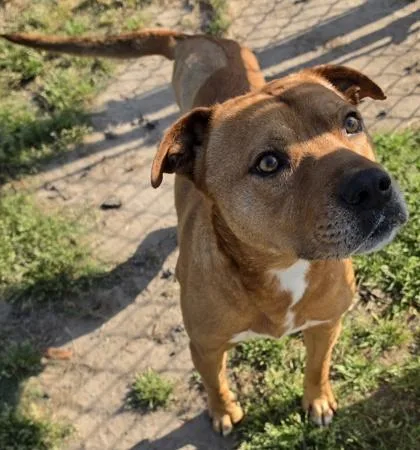 An adult large-sized male Labrador Retriever dog named Ryan for adoption in Conway, SC