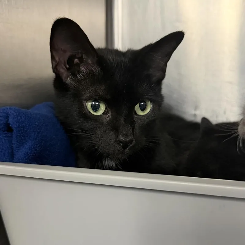 An adult medium-sized female Black Domestic Short Hair cat named Maude for adoption in Marion, VA
