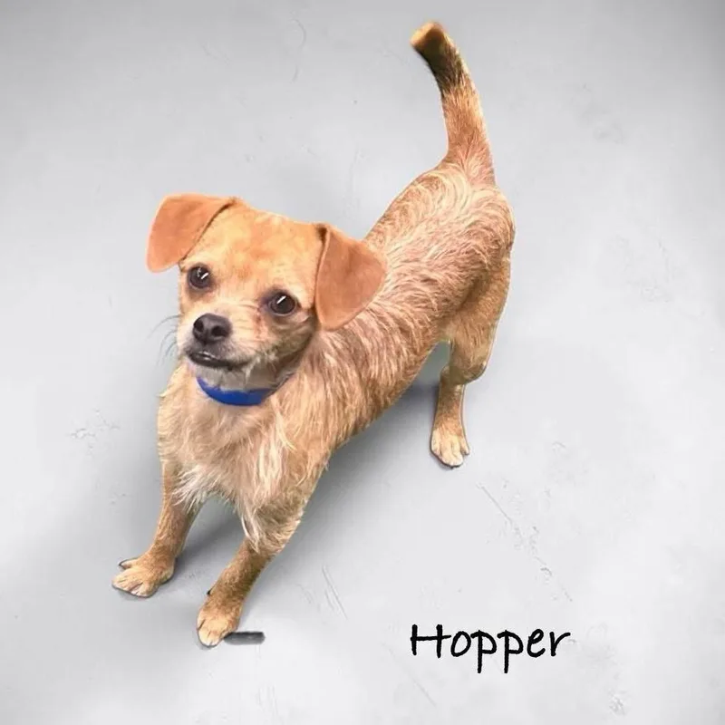 A young small-sized male Dachshund dog named Hopper for adoption in Orange, CA