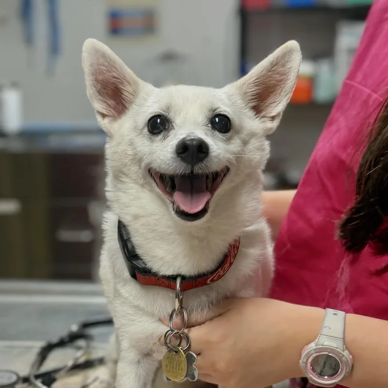 A senior small-sized male White / Cream Pomeranian dog named Kai for adoption in Wahiawa, HI