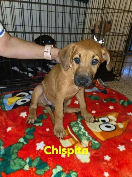 A baby medium-sized female Brown / Chocolate Labrador Retriever dog named Chispita for adoption in Huntington, NY