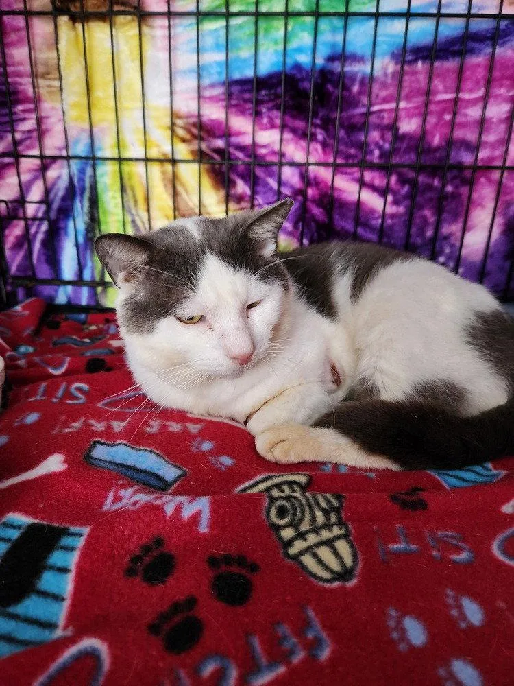 An adult medium-sized male Gray & White Domestic Short Hair cat named Moochie for adoption in O'Fallon, MO