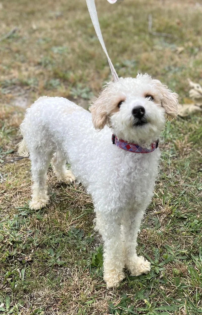 A young small-sized male Apricot / Beige Miniature Poodle dog named Lenny for adoption in Egg Harbor City, NJ