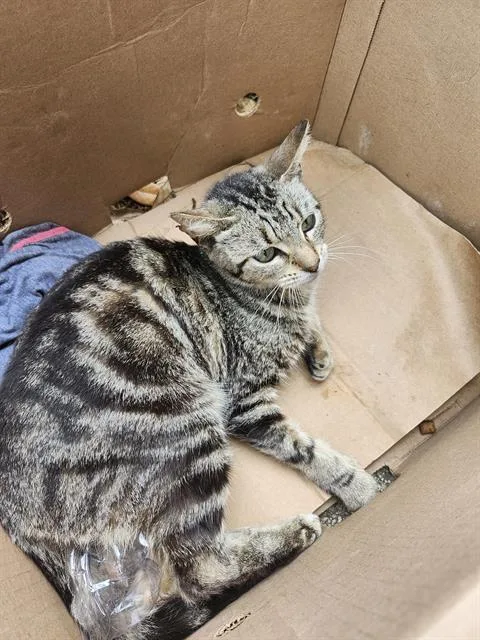 A young medium-sized male Domestic Short Hair cat named Topper for adoption in San Antonio, TX