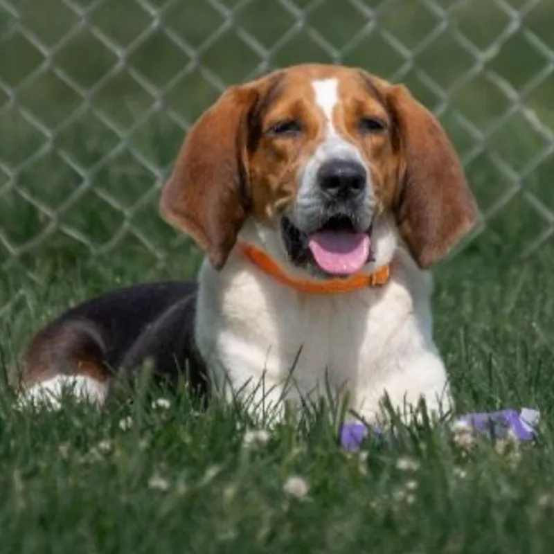 An adult medium-sized female Tricolor (Brown, Black, & White) Coonhound dog named Eliza for adoption in Albany, NY