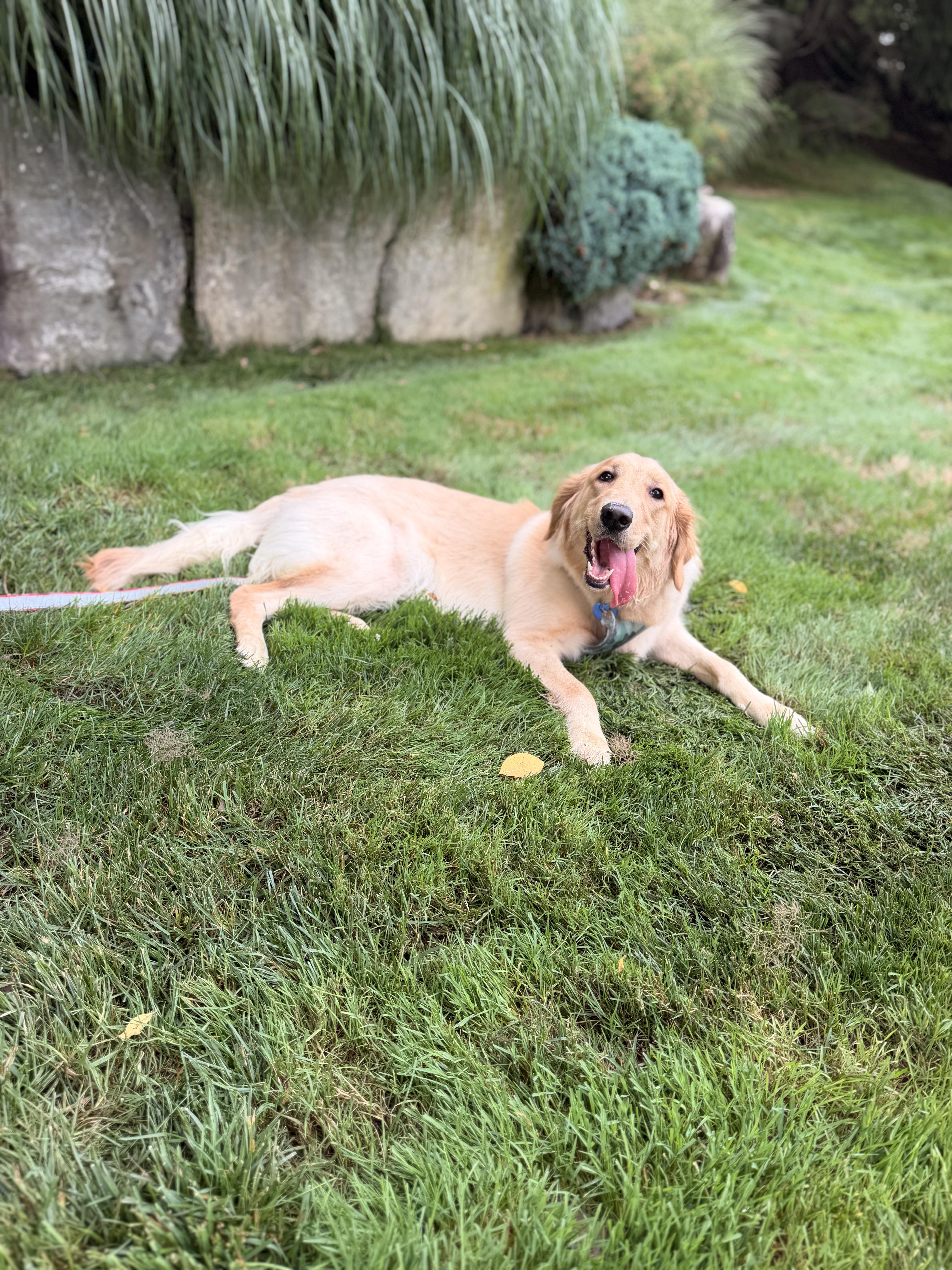 Mika