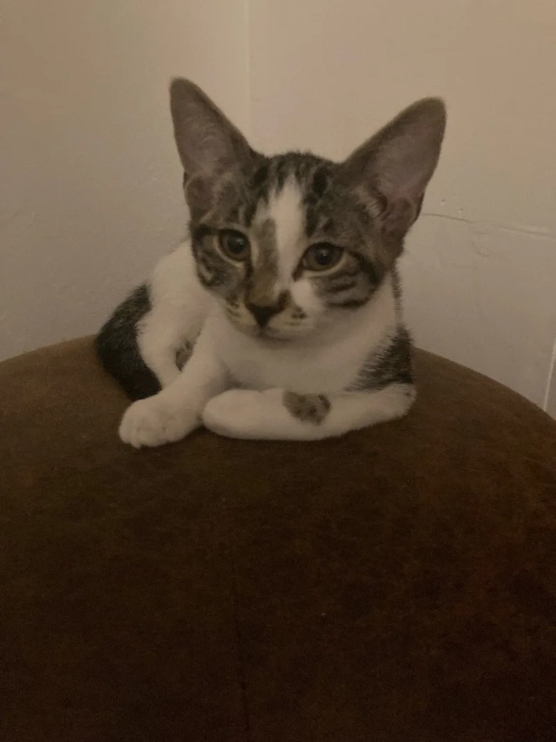 A baby medium-sized female Tabby (Gray / Blue / Silver) American Shorthair cat named Charlotte for adoption in Palm City, FL