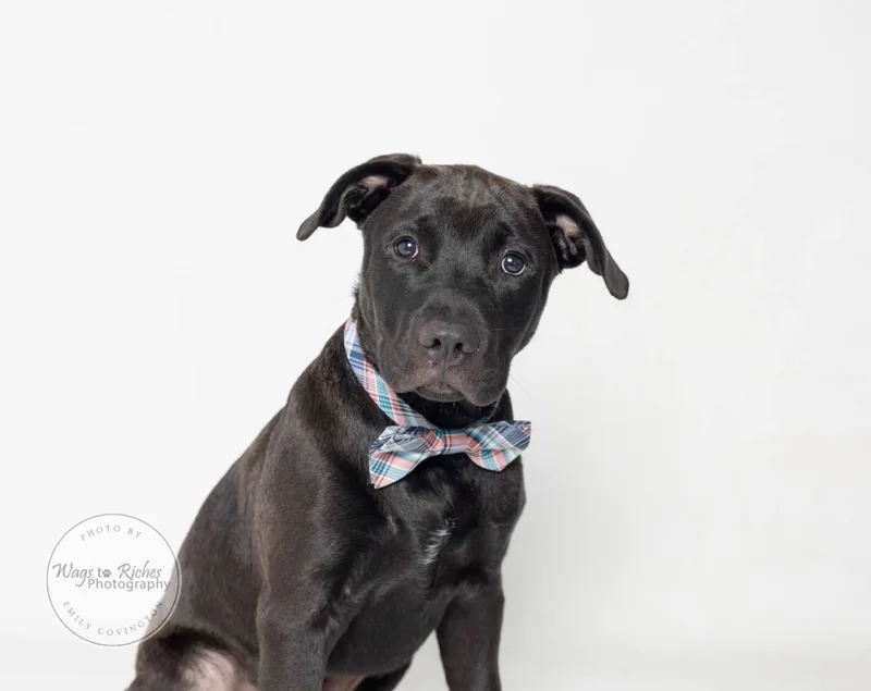 A baby medium-sized male Black Labrador Retriever dog named Valentino  Val for adoption in Tuscaloosa, AL