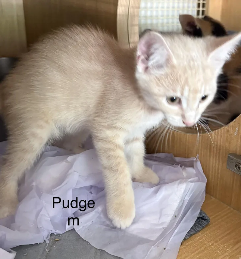 A baby medium-sized male Orange / Red Domestic Short Hair cat named Pudge for adoption in White Bluff, TN