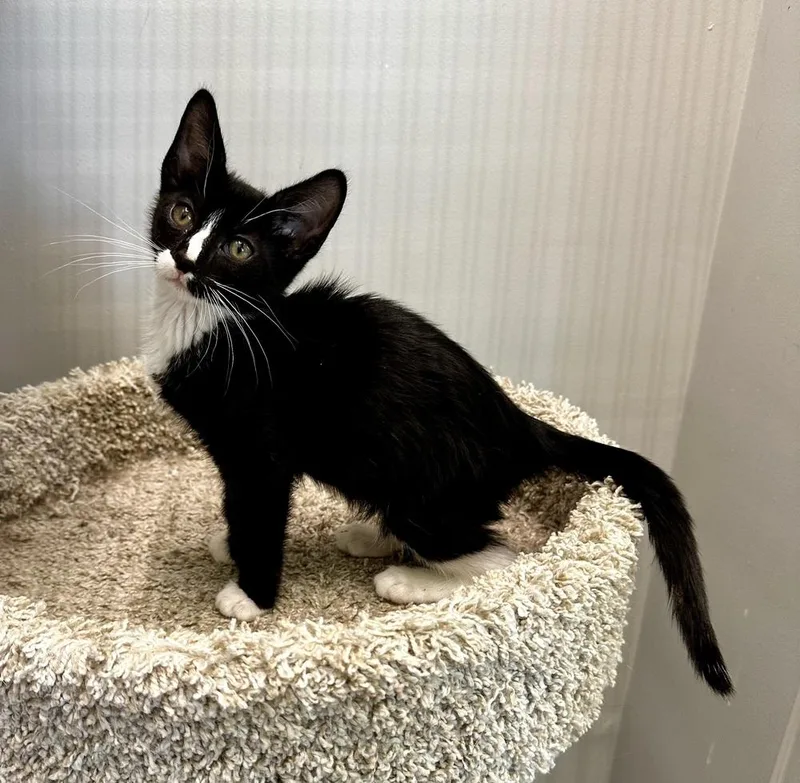 A baby small-sized male Black & White / Tuxedo Domestic Short Hair cat named Brody for adoption in Wellington, FL