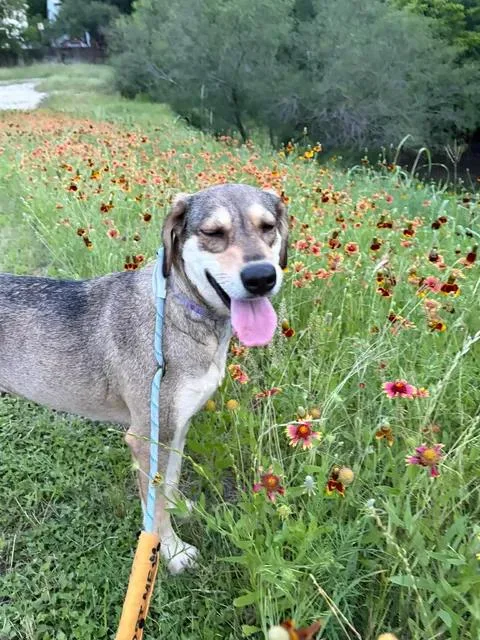 A young medium-sized female Tricolor (Brown, Black, & White) Shepherd dog named Solana for adoption in Vernon, CT