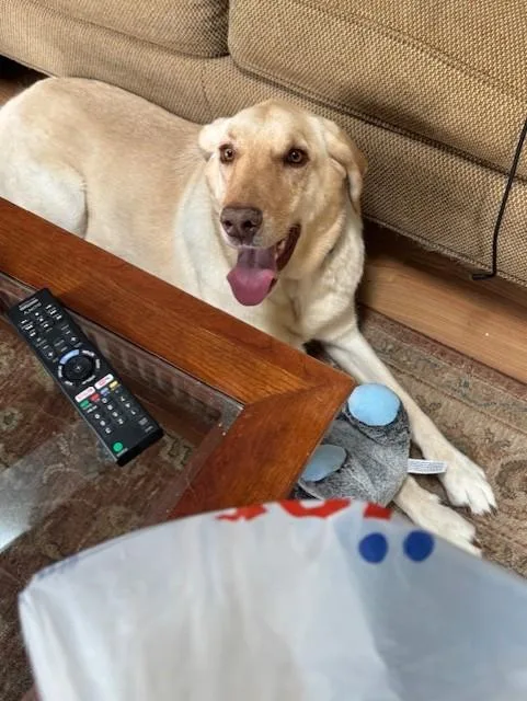An adult large-sized male Yellow / Tan / Blond / Fawn Yellow Labrador Retriever dog named Buffett for adoption in Waterford, MI