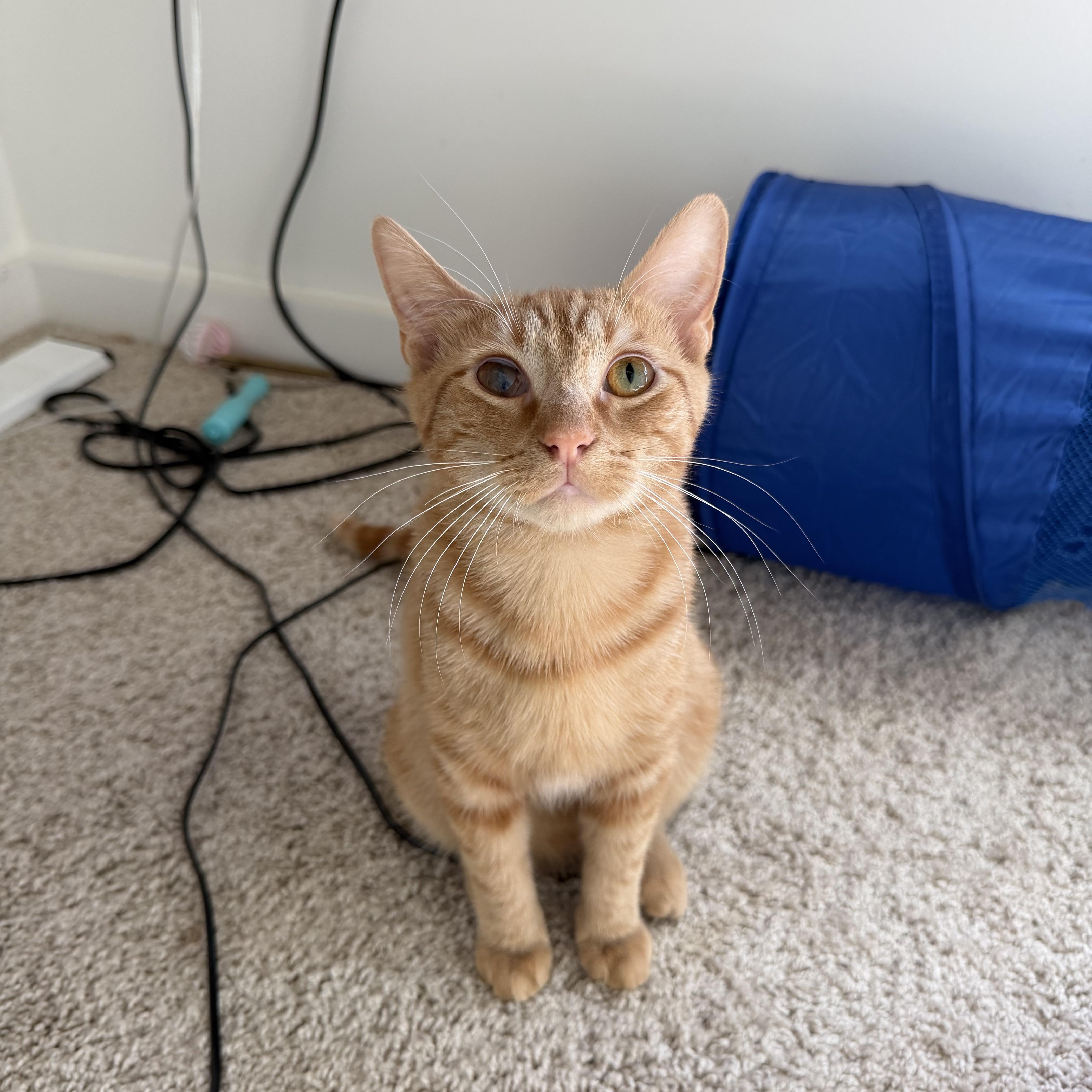 A young medium-sized male Orange & White Domestic Short Hair cat named Julius & Tucker for adoption in Belmont, NC