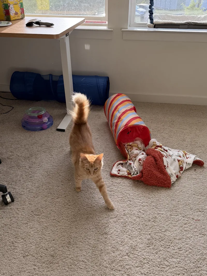 Julius & Tucker thumbnail 2