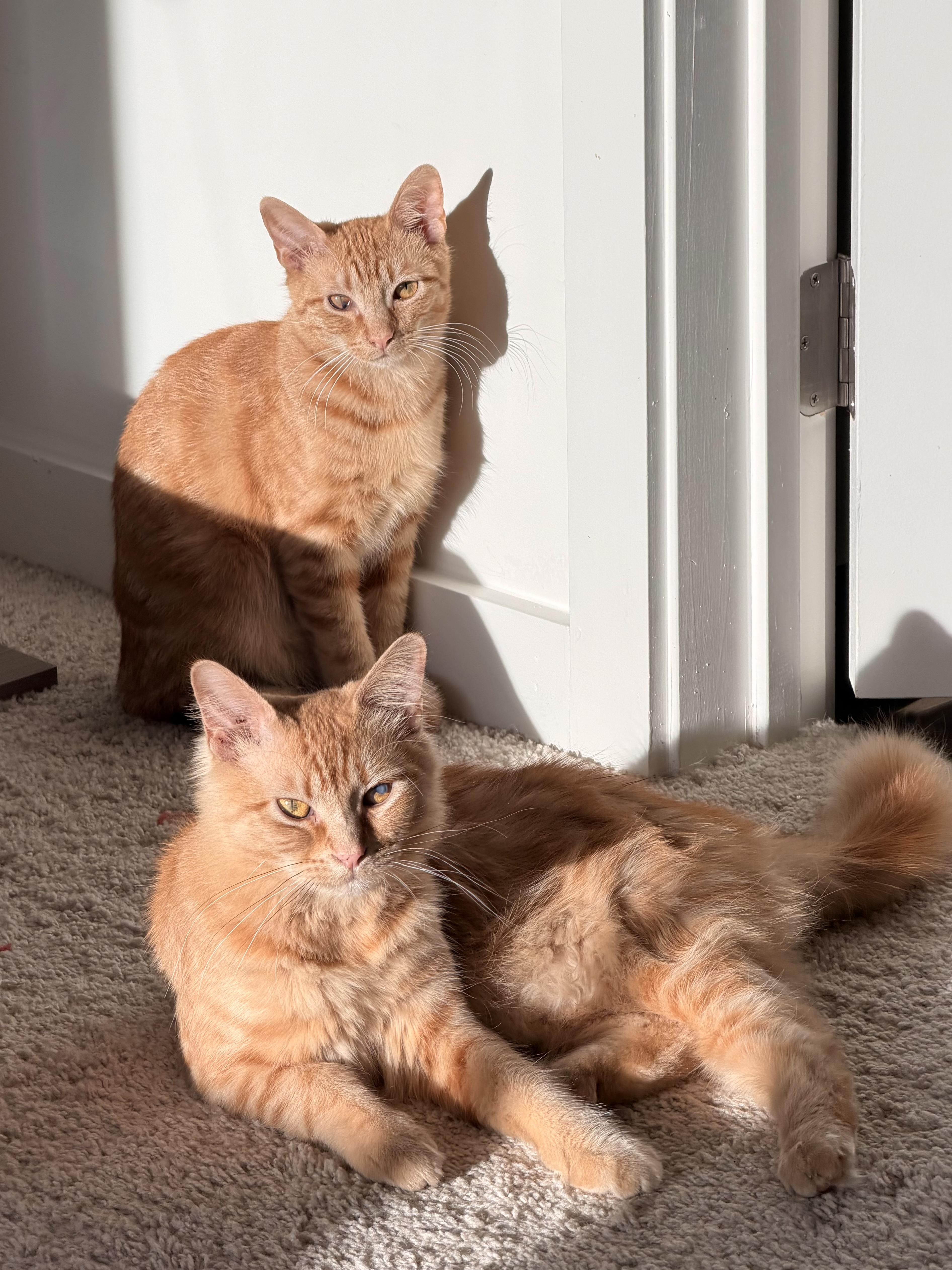 Julius & Tucker thumbnail 4