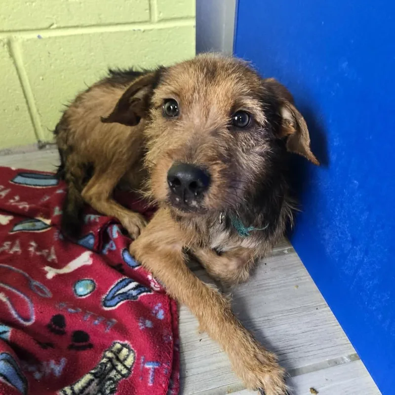 A young small-sized male Brown / Chocolate Wirehaired Terrier dog named Baxter for adoption in Newport, TN