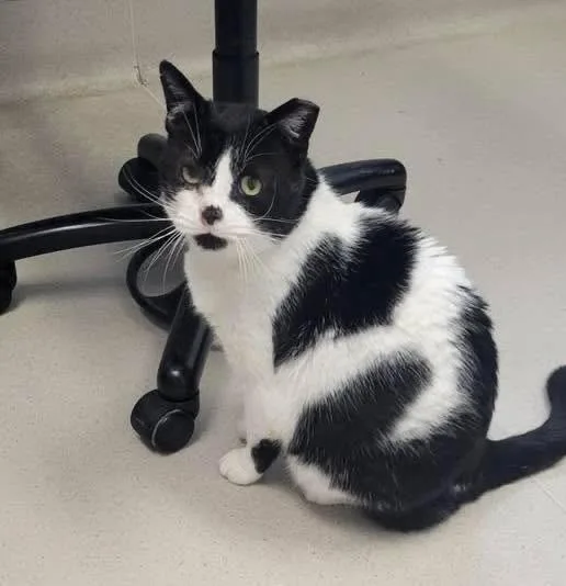 An adult medium-sized male Black & White / Tuxedo Domestic Short Hair cat named Andy for adoption in Independence, OH