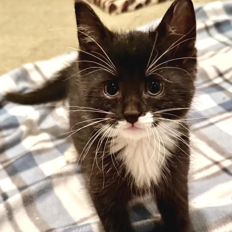 A baby small-sized male Black Domestic Short Hair cat named Vaugne for adoption in Wheeling, IL