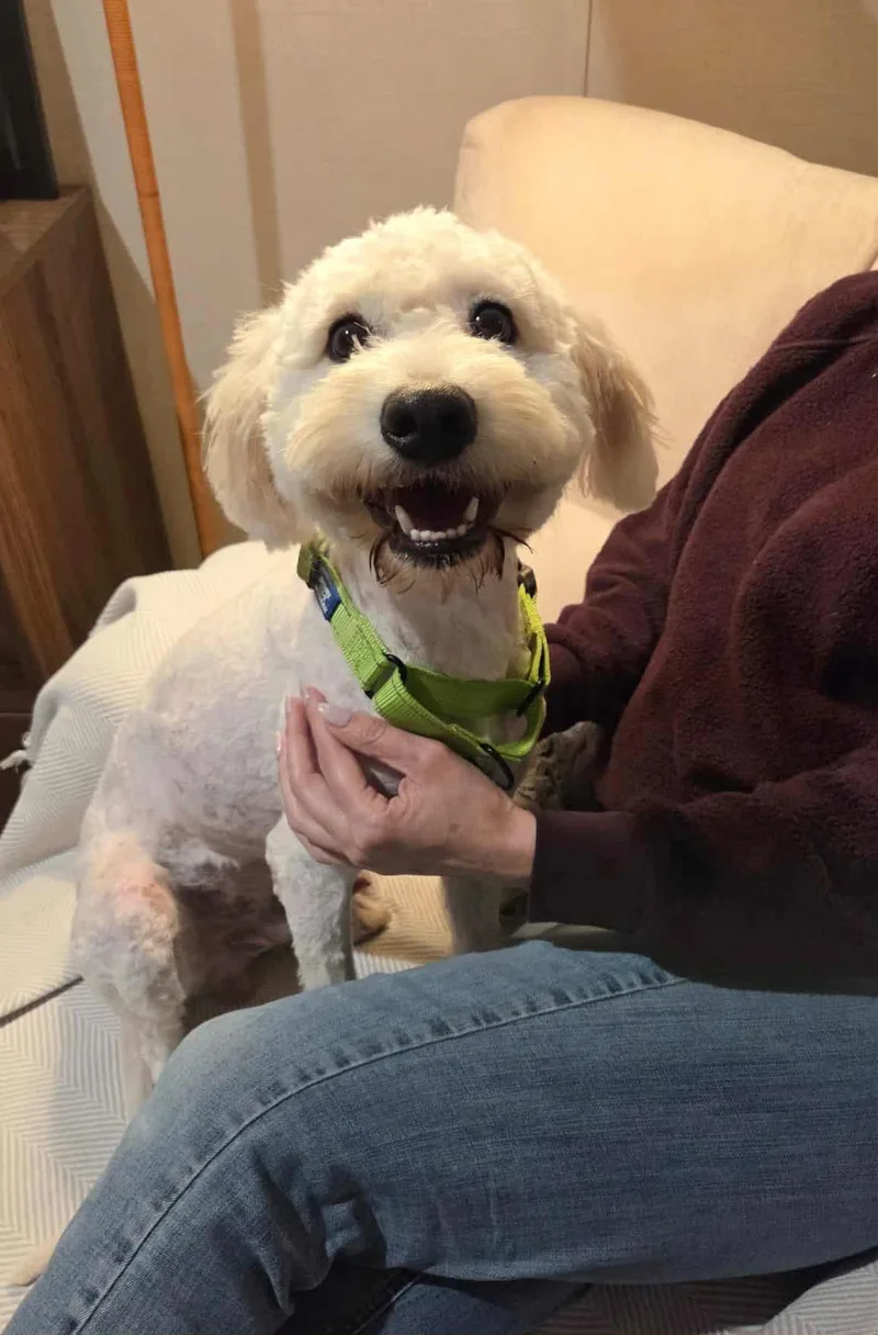 A young medium-sized male White / Cream Labradoodle dog named Colby for adoption in Houston, TX