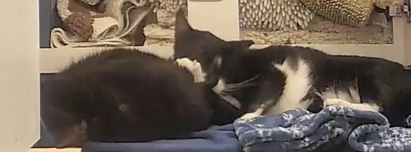 A senior large-sized male American Shorthair cat named Tuxey & Pumpkin for adoption in Orlando, FL