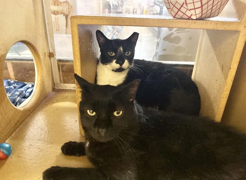 Tuxey & Pumpkin thumbnail 2