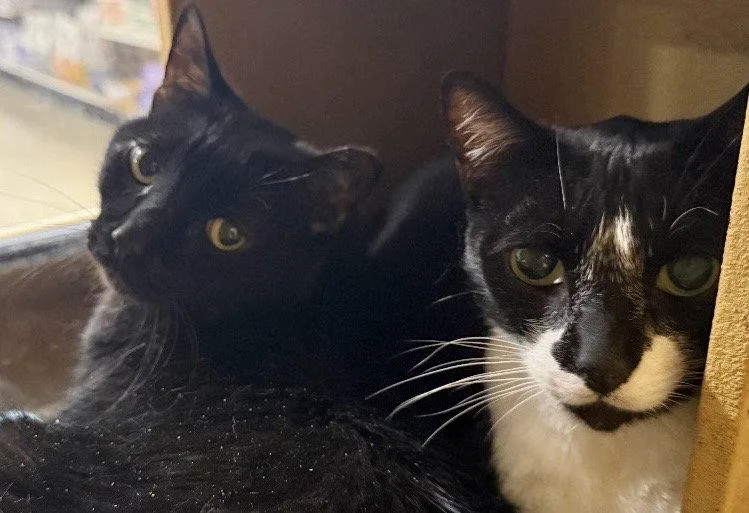 Tuxey & Pumpkin thumbnail 3