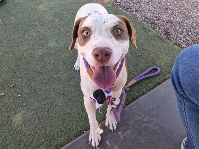 An adult large-sized female English Pointer dog named Dixie for adoption in Phoenix, AZ