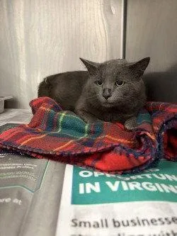An adult large-sized male Domestic Short Hair cat named Ca Mangrove for adoption in Glen Allen, VA