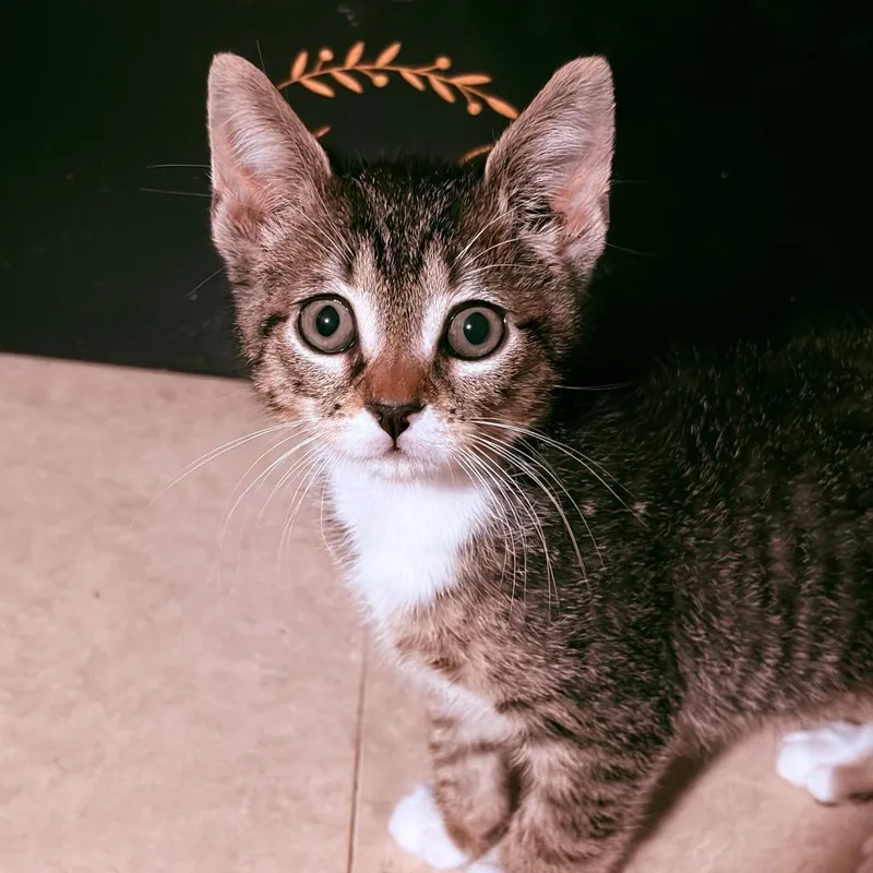 A baby small-sized male Brown / Chocolate Domestic Short Hair cat named Chewy for adoption in York, PA