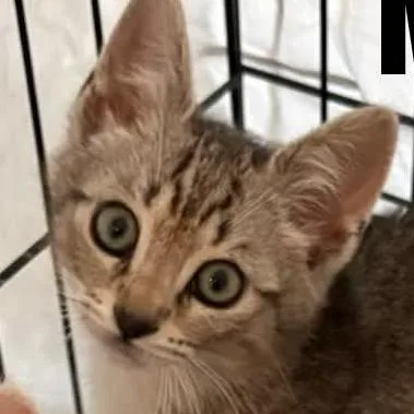A baby small-sized male Gray / Blue / Silver Domestic Short Hair cat named Munci for adoption in Washington, DC