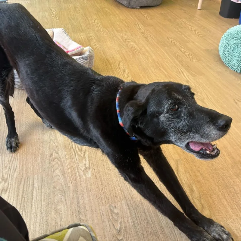 A senior medium-sized male Black Labrador Retriever dog named Wyatt for adoption in San Francisco, CA