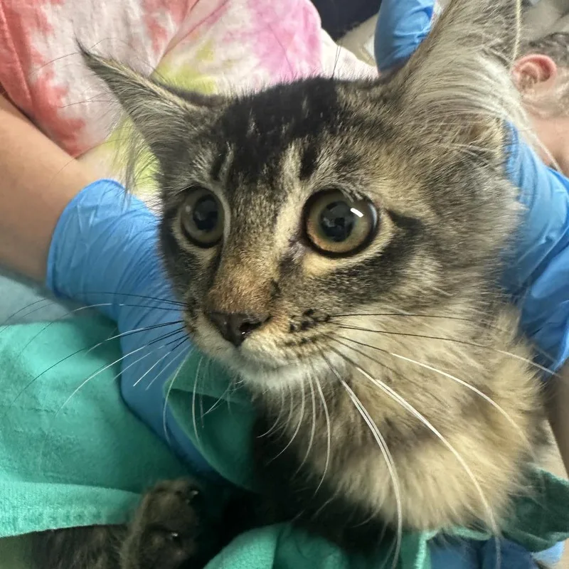 A baby medium-sized female Domestic Long Hair cat named Purrstachio for adoption in Tacoma, WA