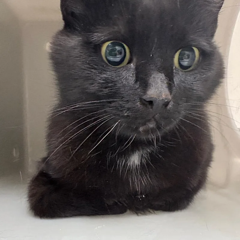 An adult small-sized female Black Domestic Short Hair cat named Pam for adoption in Reno, NV