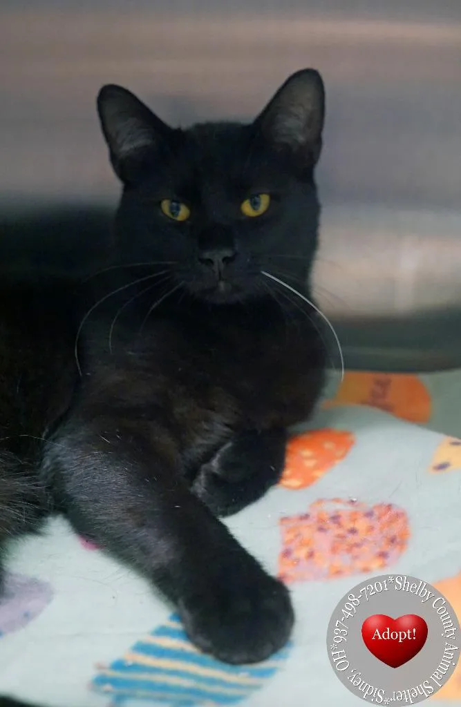 A young large-sized male Domestic Short Hair cat named Spooks for adoption in Sidney, OH