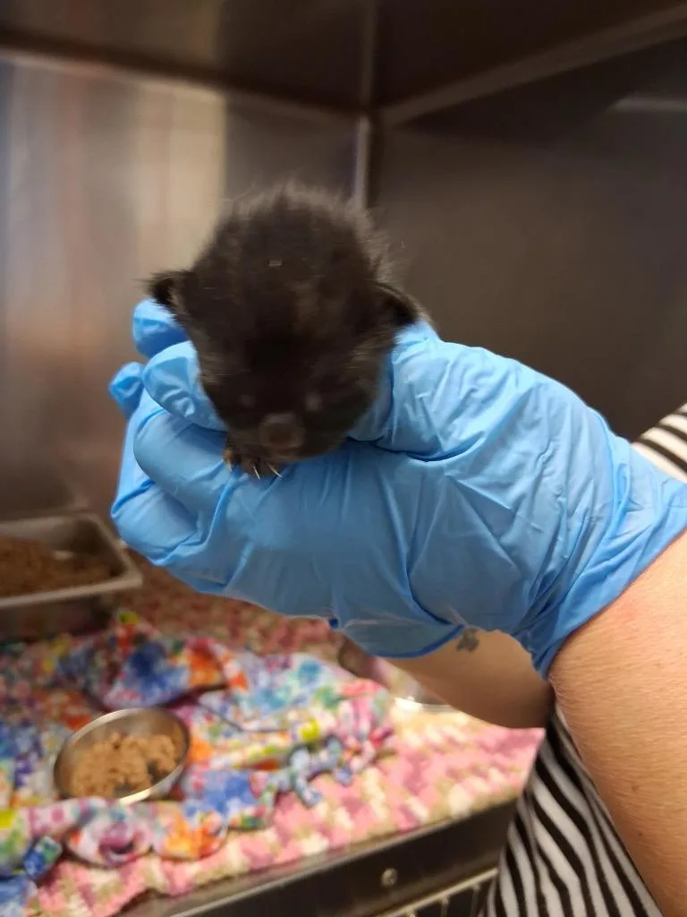A baby small-sized male Domestic Short Hair cat named Chicklet for adoption in Brownwood, TX