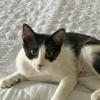 A young medium-sized female Black & White / Tuxedo Tuxedo cat named Lily for adoption in Midland, MI