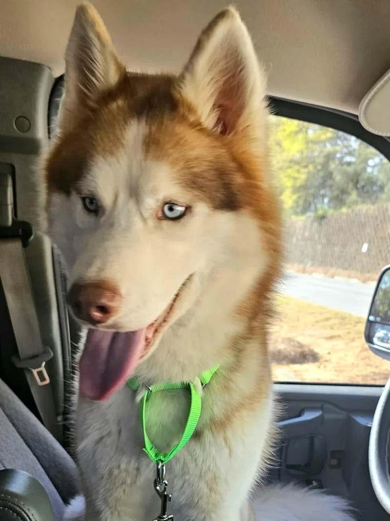 An adult medium-sized male Siberian Husky dog named Sunny for adoption in Millersville, MD