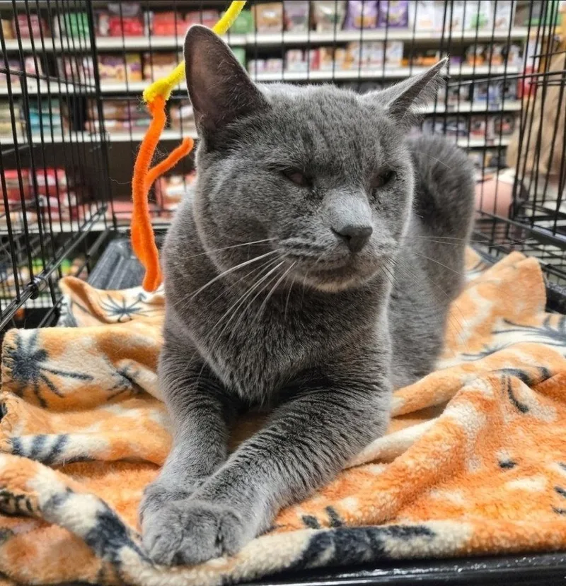 An adult medium-sized male Gray / Blue / Silver Russian Blue cat named Blue for adoption in Norwood, OH