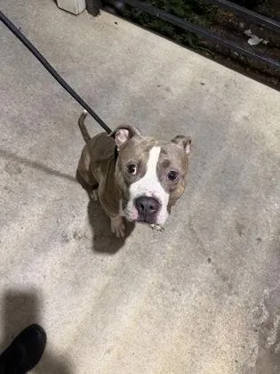An adult medium-sized male Mixed Breed dog named Pupstar for adoption in West Chester, PA