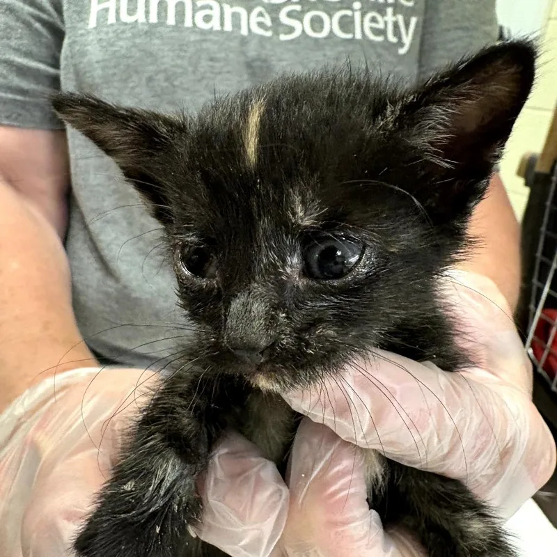 A baby small-sized female Calico Domestic Short Hair cat named Erie for adoption in Asheville, NC