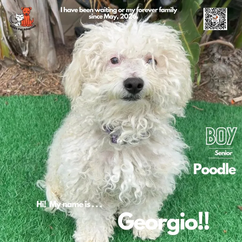 A senior small-sized male White / Cream Miniature Poodle dog named Georgio for adoption in Westminster, CA