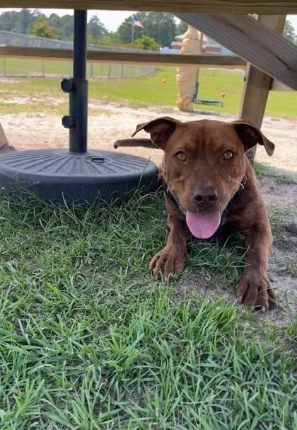 An adult large-sized female Mixed Breed dog named Penny for adoption in Manteo, NC