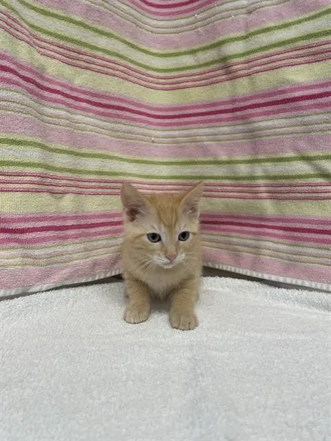 A baby small-sized male Domestic Short Hair cat named Lionel for adoption in San Jose, CA