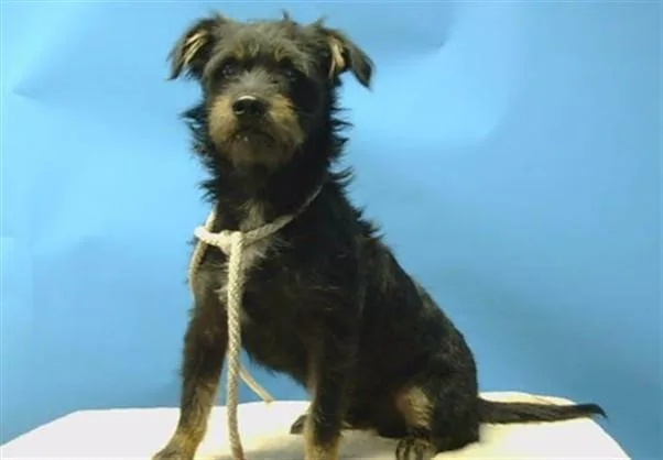 A young small-sized male Terrier dog named Kongi for adoption in Gardena, CA