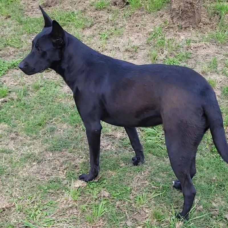 An adult large-sized female Black Belgian Shepherd / Malinois dog named Athena for adoption in Rockdale, TX