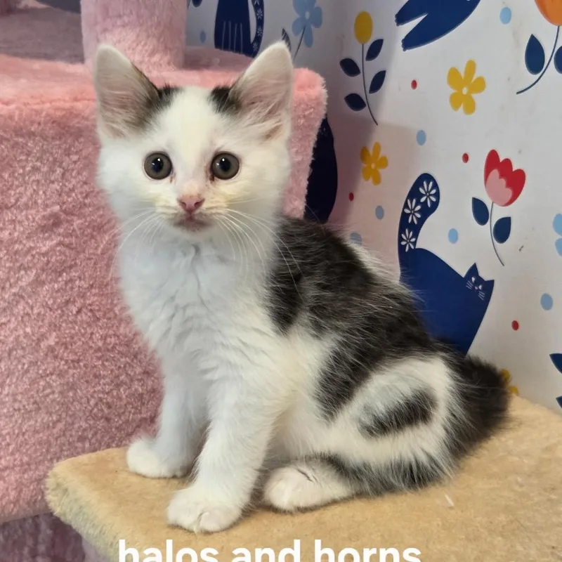 A baby small-sized male White Domestic Medium Hair cat named Halos & Horns for adoption in Fredericksburg, VA