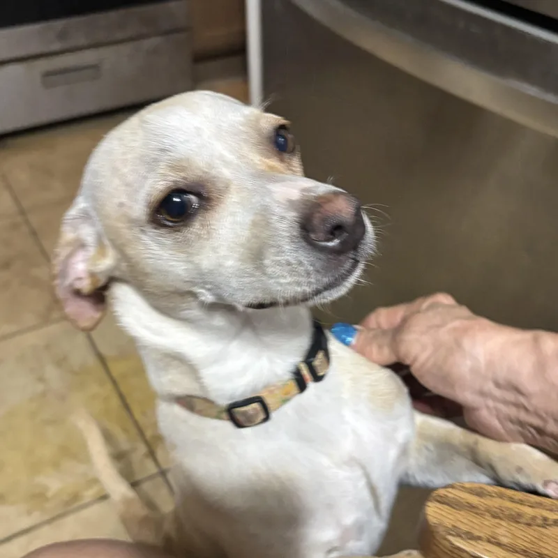 A young small-sized male White / Cream Miniature Pinscher dog named Poncho for adoption in Phoenix, AZ