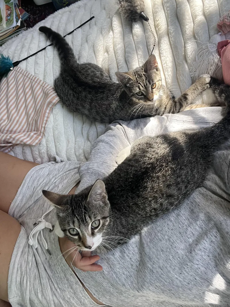 A baby medium-sized male Tabby (Brown / Chocolate) Domestic Short Hair cat named Fonzi  bonded with for adoption in Rochester, NY